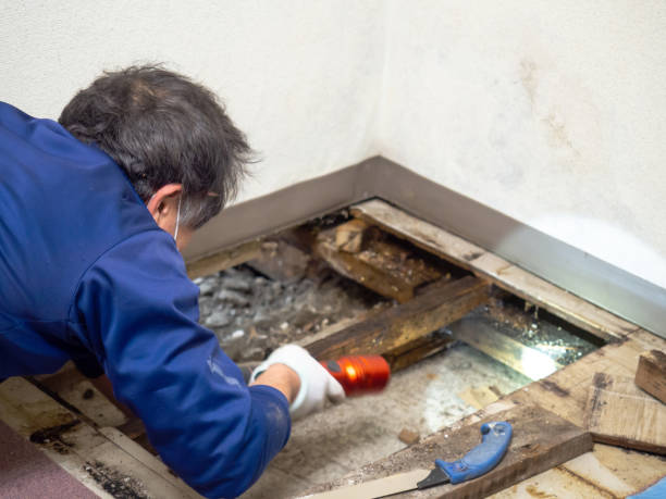 Best Attic Mold Remediation in North El Monte, CA