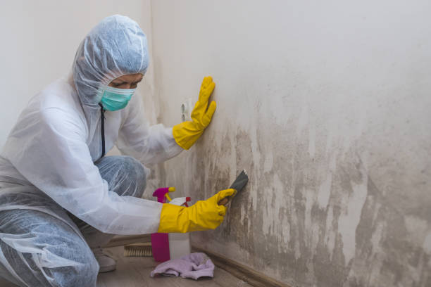 Best Black Mold Remediation in North El Monte, CA