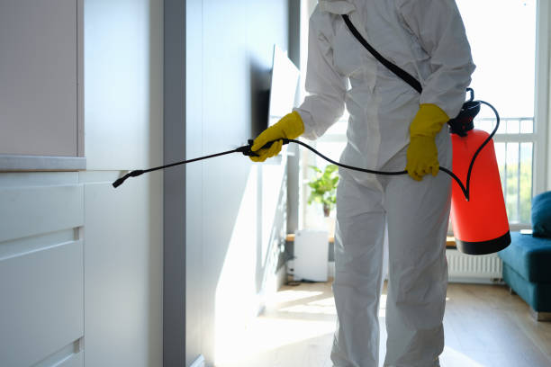Best Mold Remediation for Specific Building Types in North El Monte, CA