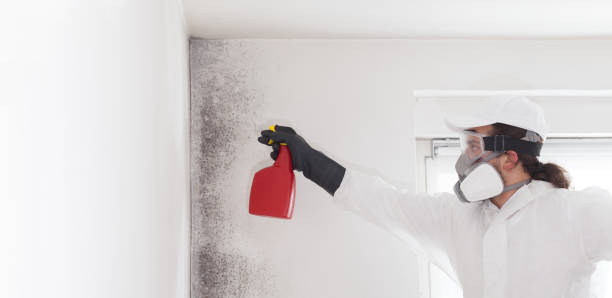 Best Health and Safety Mold Remediation in North El Monte, CA