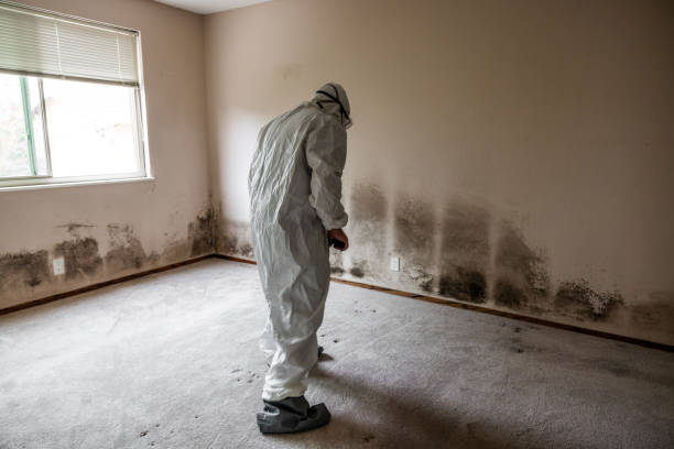 Best Preventive Mold Services in North El Monte, CA